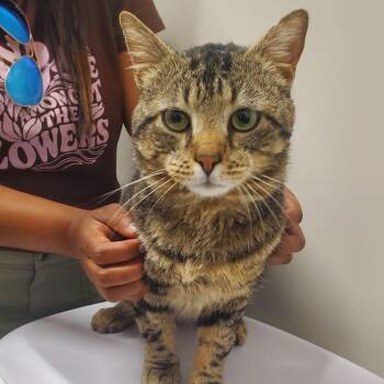 Domestic Short Hair Cats Available for Adoption in Chattanooga, Tennessee - Pagoda | PetCurious