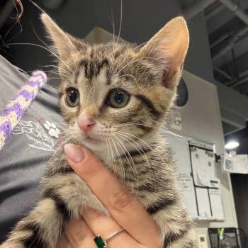 Chrissy -  Domestic Short Hair Cat for Adoption in Tampa, Florida - Chrissy | PetCurious