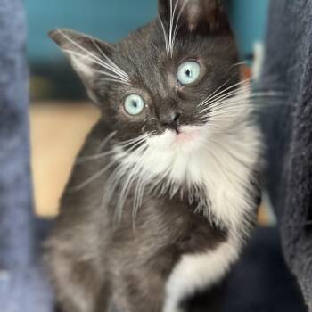 Zippety Limon -  Domestic Short Hair Cat for Adoption in Eaton Rapids, Michigan - Zippety Limon | PetCurious