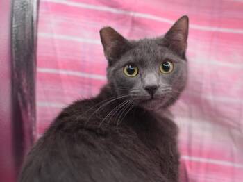 Domestic Short Hair Cats Available for Adoption - Grey Boy | PetCurious