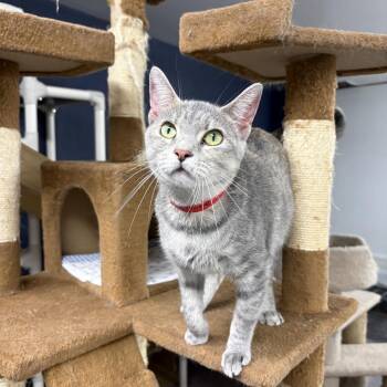 Domestic Short Hair Cats Available for Adoption in Evansville, Indiana - Shellie | PetCurious