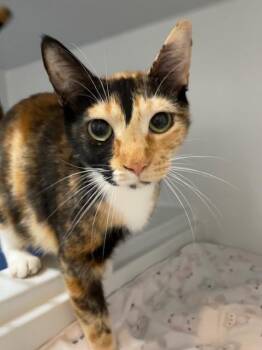 Snickers -  Domestic Short Hair Cat for Adoption in Hayward, Wisconsin - Snickers | PetCurious