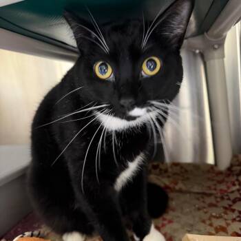 Leroy -  Domestic Short Hair Cat for Adoption in Mankato, Minnesota - Leroy | PetCurious