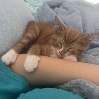 Hercules -  Domestic Short Hair Cat for Adoption in Port Richey, Florida - Hercules | PetCurious