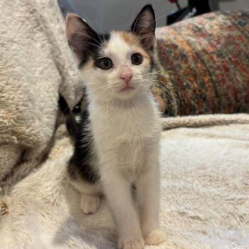 Juliet Treece -  Domestic Short Hair and Calico Cat for Adoption in Morrison, Colorado - Juliet Treece | PetCurious