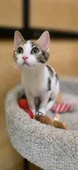 Cecily -  Domestic Short Hair Cat for Adoption in Rowlett, Texas - Cecily | PetCurious