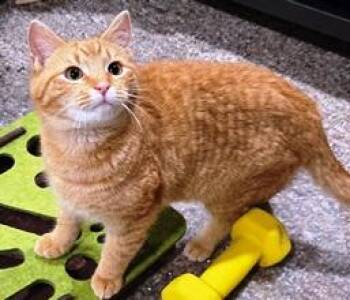 Domestic Short Hair Cats Available for Adoption - Charlie | PetCurious