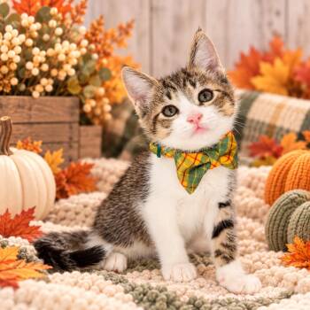 Chubbs -  Domestic Short Hair Cat for Adoption in Tavares, Florida - Chubbs | PetCurious