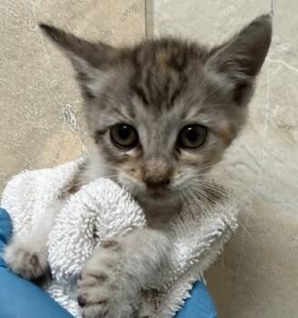 Belle -  Domestic Short Hair Cat for Adoption in Honolulu, Hawaii - Belle | PetCurious