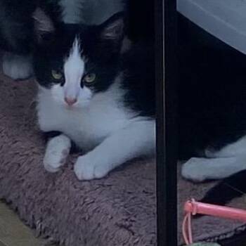 Whiteout -  Domestic Short Hair Cat for Adoption in Columbus, Georgia - Whiteout | PetCurious