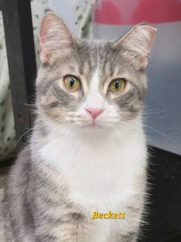 Rescue Domestic Short Hair Cats for Adoption in Cedar Rapids, Iowa - Bodhi | PetCurious