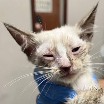 Snowflake -  Domestic Short Hair Cat for Adoption in Yuma, Arizona - Snowflake | PetCurious