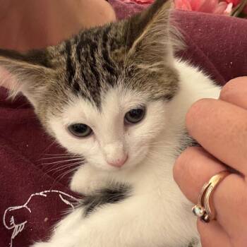 Tabitha -  Domestic Short Hair Cat for Adoption in Crookston, Minnesota - Tabitha | PetCurious