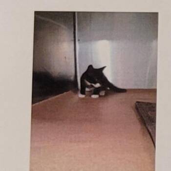 Penguin -  Domestic Short Hair Cat for Adoption in Sandy Springs, Georgia - Penguin | PetCurious