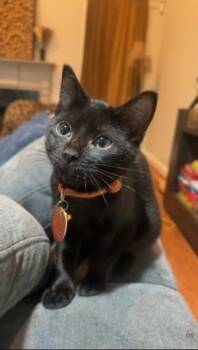 Miss Olive -  Domestic Short Hair Cat for Adoption in Birmingham, Alabama - Miss Olive | PetCurious
