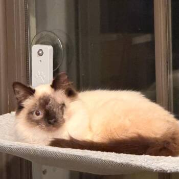 Honey Bobani -  Domestic Medium Hair Cat for Adoption in Grantsville, Utah - Honey Bobani | PetCurious