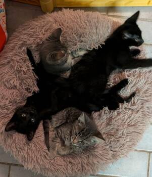 Domestic Short Hair Cats Available for Adoption in Manchester, Connecticut - Fantastic 4 | PetCurious