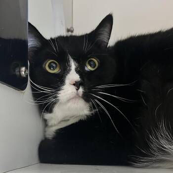 Domestic Short Hair Cats Available for Adoption - Twilight | PetCurious