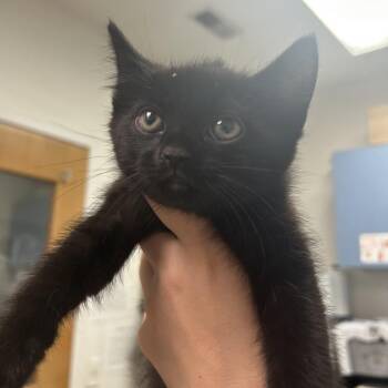 Chimmy -  Domestic Short Hair Cat for Adoption in Charleston, West Virginia - Chimmy | PetCurious
