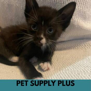 Moon Pie -  Domestic Short Hair Cat for Adoption in Lakewood, Colorado - Moon Pie | PetCurious