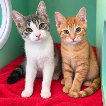 Moco and Loco -  Domestic Short Hair Cat for Adoption in Pontiac, Michigan - Moco And Loco | PetCurious