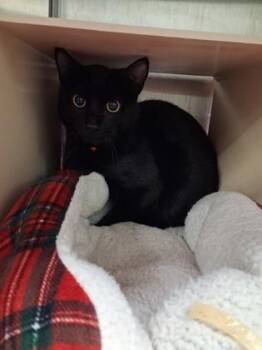 Domestic Short Hair Cats Available for Adoption in Picayune, Mississippi - Midnight | PetCurious