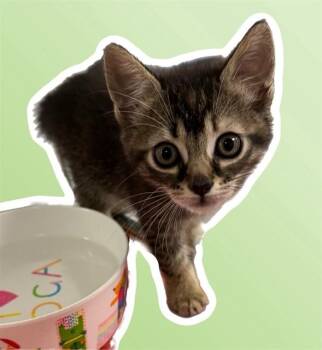 Domestic Short Hair and Manx Cats Available for Adoption in Sarasota, Florida - JUNIE | PetCurious
