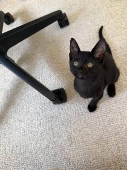 Domestic Short Hair Cats Available for Adoption in Broomfield, Colorado - HANSEN | PetCurious