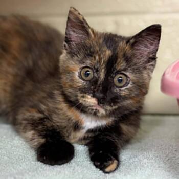 Domestic Short Hair Cats Available for Adoption in Concord, North Carolina - Rosetta | PetCurious