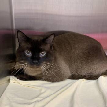 Smores -  Siamese Cat for Adoption in Morganton, North Carolina - Smores | PetCurious