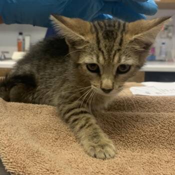 Annie -  Domestic Short Hair Cat for Adoption in West Palm Beach, Florida - Annie | PetCurious