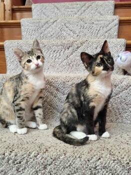Spotsy -  Domestic Short Hair Cat for Adoption in Berwick, Pennsylvania - Spotsy | PetCurious