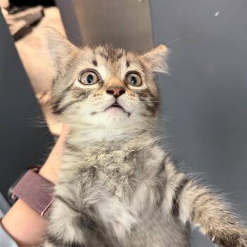 Dolly -  Domestic Medium Hair Cat for Adoption in Port Charlotte, Florida - Dolly | PetCurious