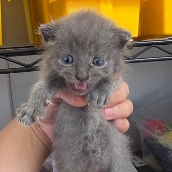Pesto -  Domestic Short Hair Cat for Adoption in Chapel Hill, North Carolina - Pesto | PetCurious