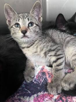 Flora -  Domestic Short Hair Cat for Adoption in Pomona, New York - Flora | PetCurious