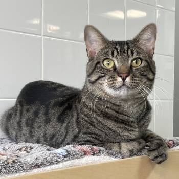 Rescue Domestic Short Hair Cats for Adoption in Wantagh, New York - Taro | PetCurious