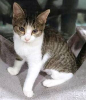 Sweetpea -  Domestic Short Hair Cat for Adoption in Lebanon, Pennsylvania - Sweetpea | PetCurious