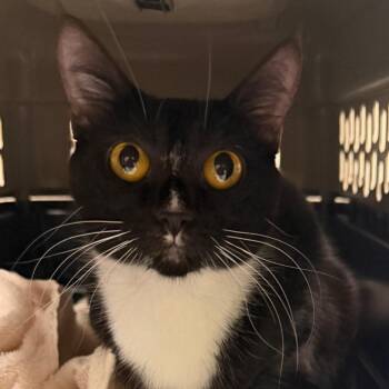 American Shorthair Cats Available for Adoption in Reno, Nevada - China | PetCurious