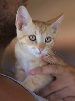 Aristotle -  Domestic Medium Hair Cat for Adoption in North Fort Myers, Florida - Aristotle | PetCurious
