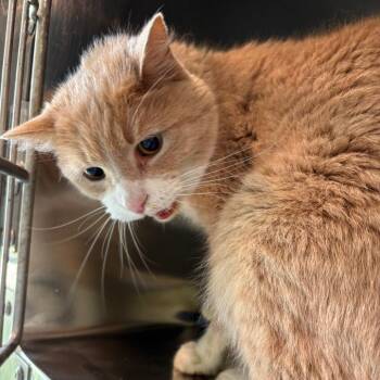 Amaze -  Domestic Short Hair Cat Available for Adoption in West Des Moines, Iowa - Amaze | PetCurious