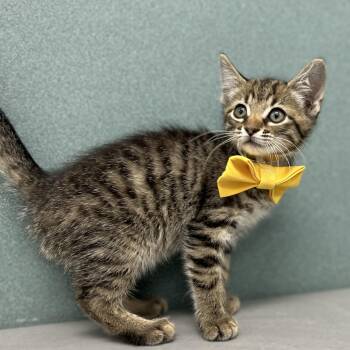 Lagoona -  Domestic Short Hair Cat for Adoption in Bardstown, Kentucky - Lagoona | PetCurious