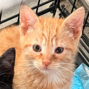 Domestic Short Hair Cats Available for Adoption - Tumble (in Stevensville, MD) | PetCurious