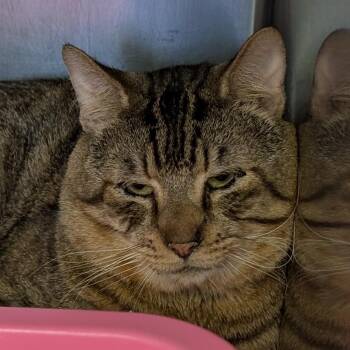 Domestic Short Hair Cats Available for Adoption - Seamus | PetCurious