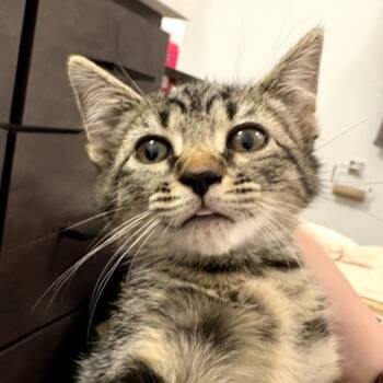 Rescue Domestic Medium Hair Cats for Adoption in Delaware, Ohio - Dyson | PetCurious