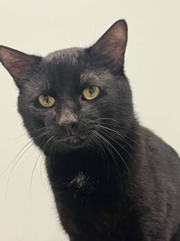 Domestic Short Hair Cats Available for Adoption in Chambersburg, Pennsylvania - Cracker Jack | PetCurious