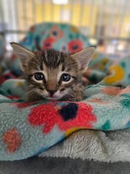 Bones -  Domestic Short Hair Cat for Adoption in Rockwall, Texas - Bones | PetCurious