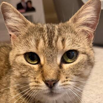 Domestic Short Hair Cats Available for Adoption in Tallahassee, Florida - Moira Allen-CA | PetCurious