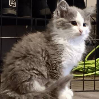 Smalls -  Domestic Medium Hair Cat Available for Adoption in Gastonia, North Carolina - Smalls | PetCurious
