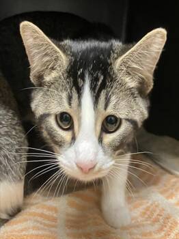 DISPATCH -  Domestic Short Hair Cat for Adoption in Peoria, Illinois - DISPATCH | PetCurious