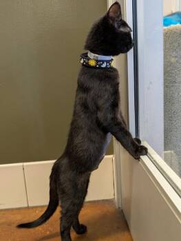 Lou -  Domestic Short Hair Cat for Adoption in Salinas, California - Lou | PetCurious